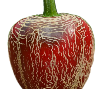 Aji Boliviano