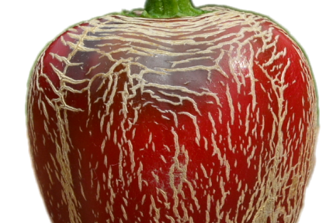 Aji Boliviano | Semena chilli